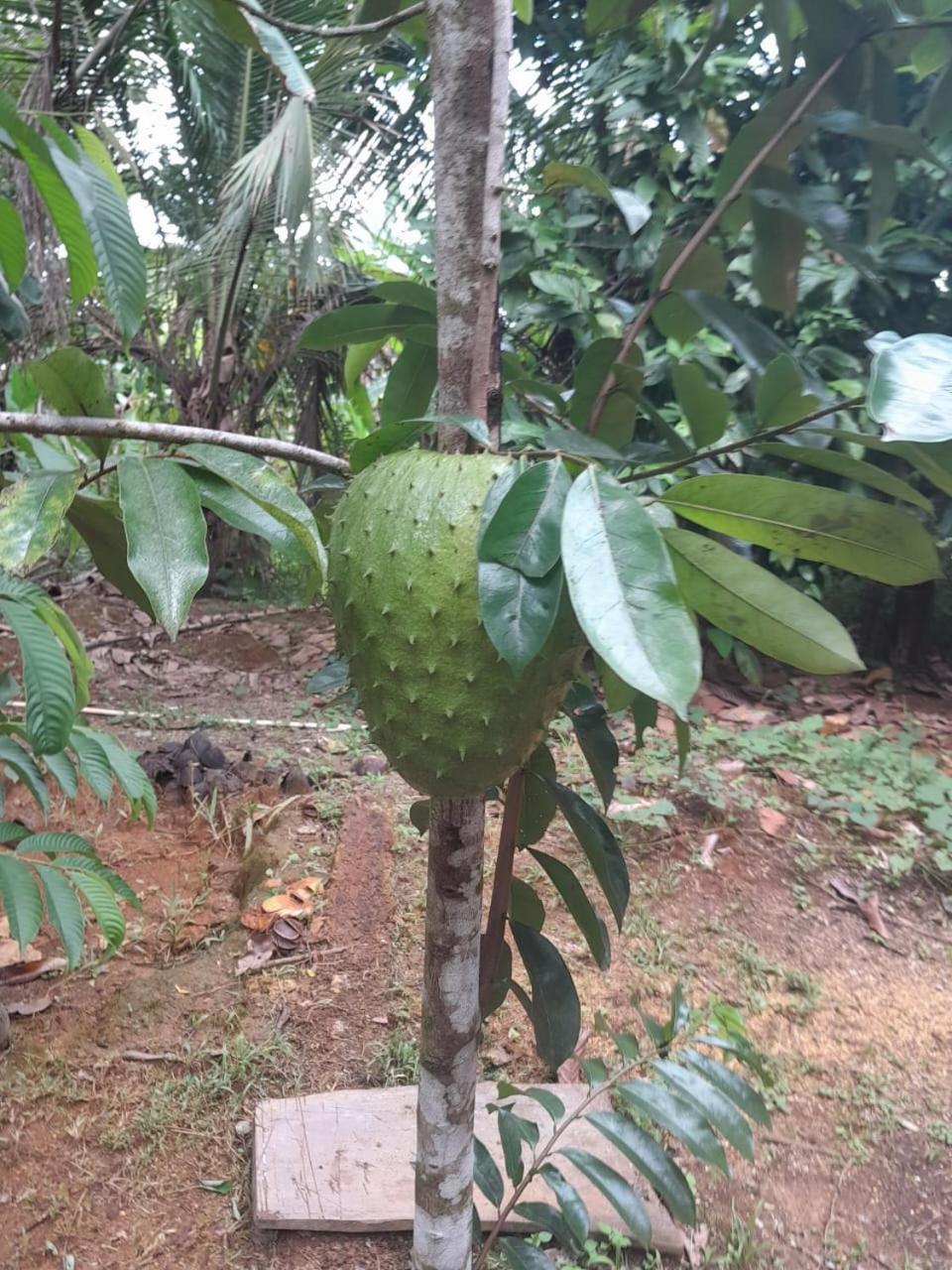 Cabinas Corcovado Green Parrot, Los Planes Drake Drake Bay Exterior photo