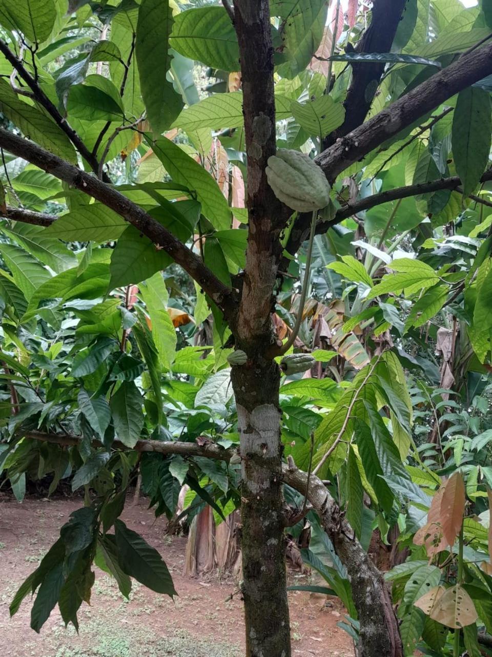 Cabinas Corcovado Green Parrot, Los Planes Drake Drake Bay Exterior photo