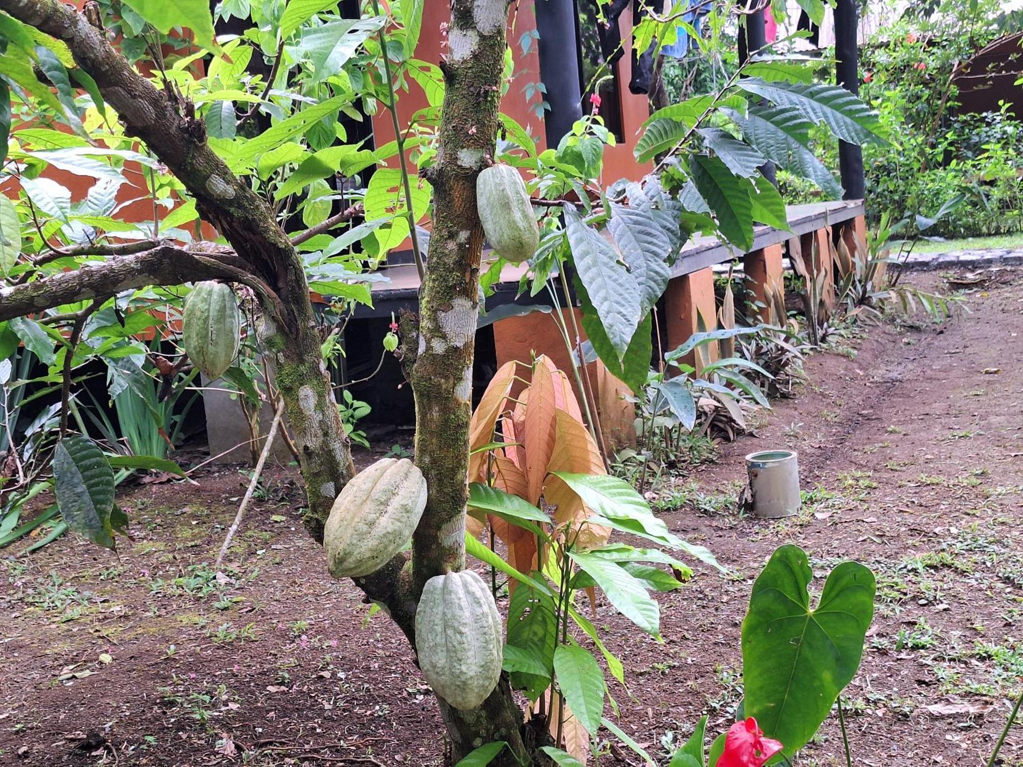 Cabinas Corcovado Green Parrot, Los Planes Drake Drake Bay Exterior photo